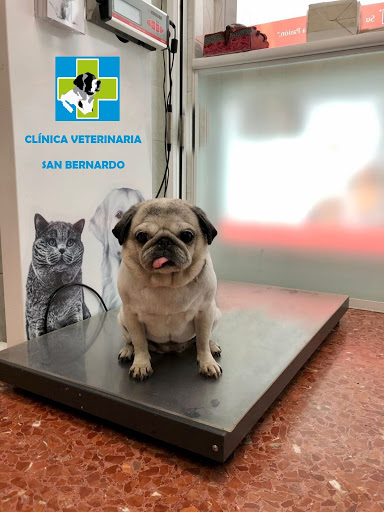 CLINICA VETERINARIA SAN BERNARDO