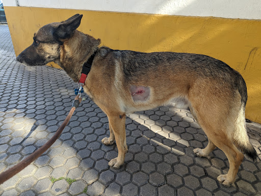 Clínica Veterinaria San Jacinto