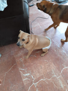 VETALJARAFE. VETERINARIO A DOMICILIO SEVILLA