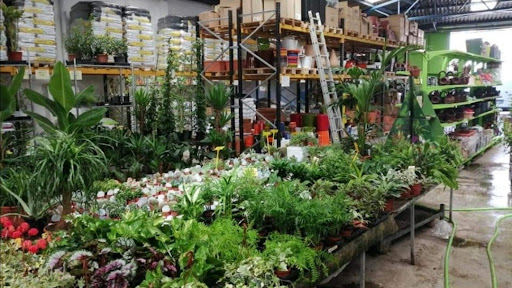 Comercializadora de Plantas El Pino