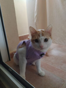 Clínica Veterinaria San Jerónimo