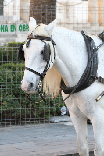 Sevilla de Paseo - Empresa de Paseo y Alquiler de Coches de Caballos en Sevilla