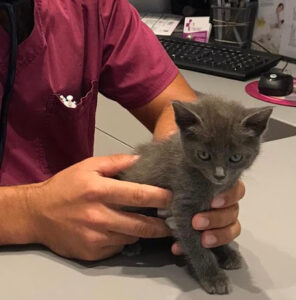 VETERINARIA ALAMEDA SEVILLA