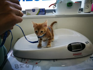 Clínica Veterinaria Servet Sevilla