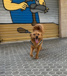 CANINO DIVINO