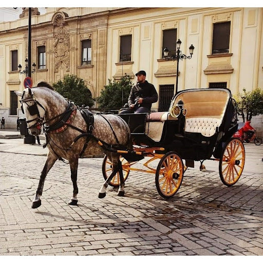 COCHES DE CABALLOS SEVILLA IVAN