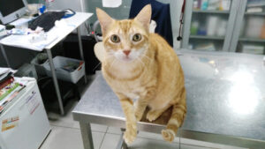 Canitas Veterinaria Sevilla - Luis Montoto