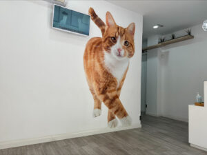 Kato clínica felina