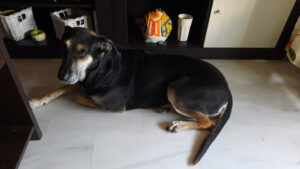 Clínica Veterinaria Asís