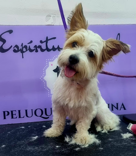 PELUQUERÍA CANINA ESPÍRITU ANIMAL