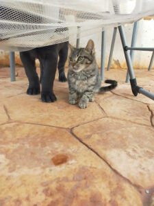 Canitas Veterinaria Sevilla Este