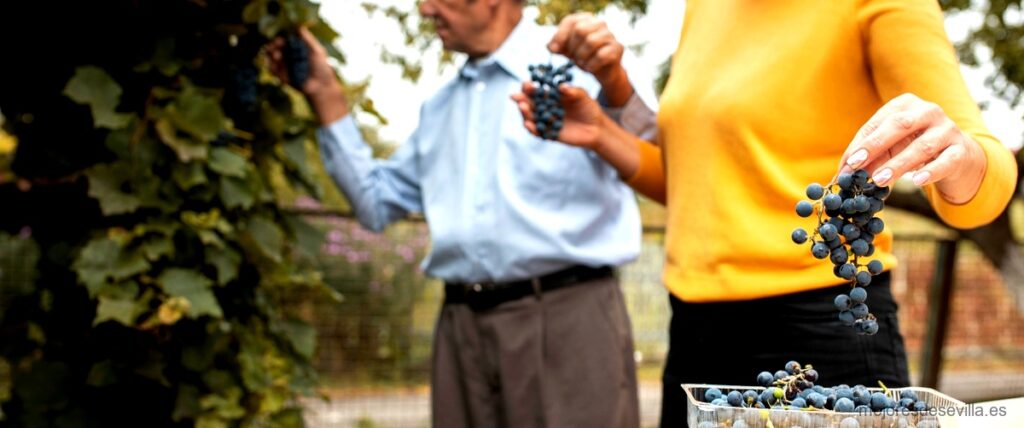 Las 17 mejores tiendas de Vinos Naturales en Sevilla