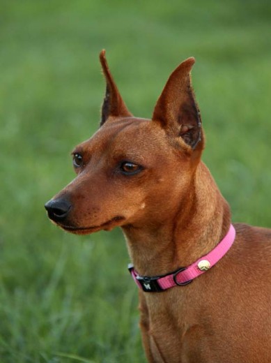 Pinscher de la Bulería