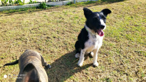 SCHOOL4DOGS