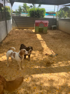 Pet Jilton Club