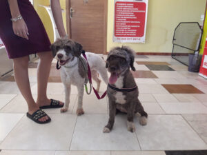 Residencia Canina Huellas de Aldebarán