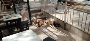 Centro Canino Sport-dog