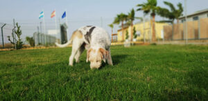 Residencia Canina Mascotas Nazarenas